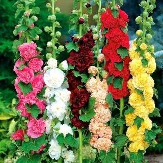 Stockros ´Chaters´ mix dubbel höjd ca 25 meter blommar juli-sept 10 frö