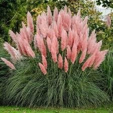 Pampasgräs 'Pampas Grass Pink' höjd över 200 cm 20 frö