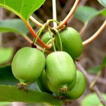 Mini Kiwi/Krusbärsaktinidia flerårig klätterväxt härdig till zon 4-5 20 frön