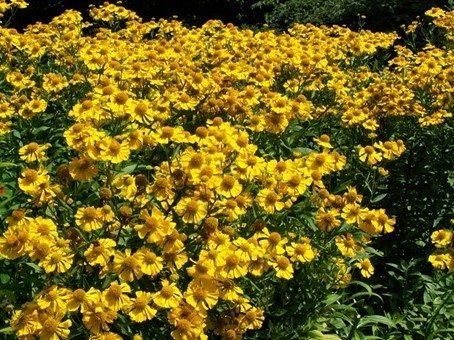 Trädgårdssolbrud gul flerårig höjd ca 125 cm blomtid augusti-oktober 50+ frö