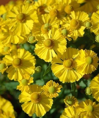 Trädgårdssolbrud gul flerårig höjd ca 125 cm blomtid augusti-oktober 50+ frö