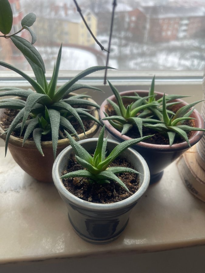 Haworthia fasciata, suckulent