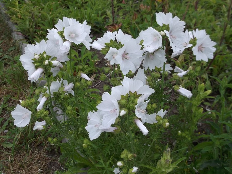 Rosenmalva Vit 15 Frön Malva