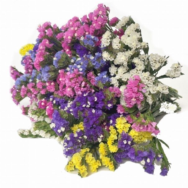 Risp Mix ettårig höjd 60-70 cm blomtid juli-september 30 frön