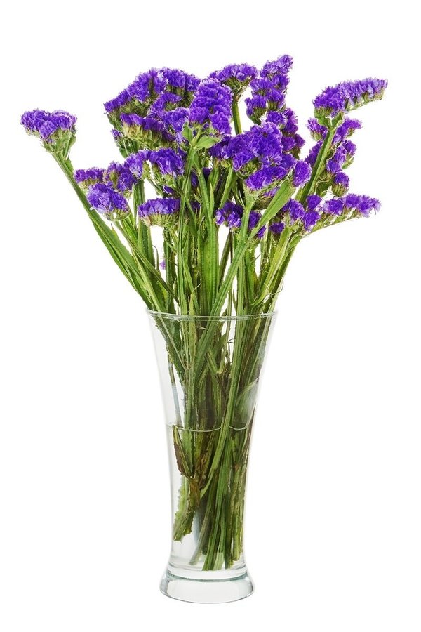 Risp violett ettårig höjd 60-70 cm blomtid juli-september 30 frön