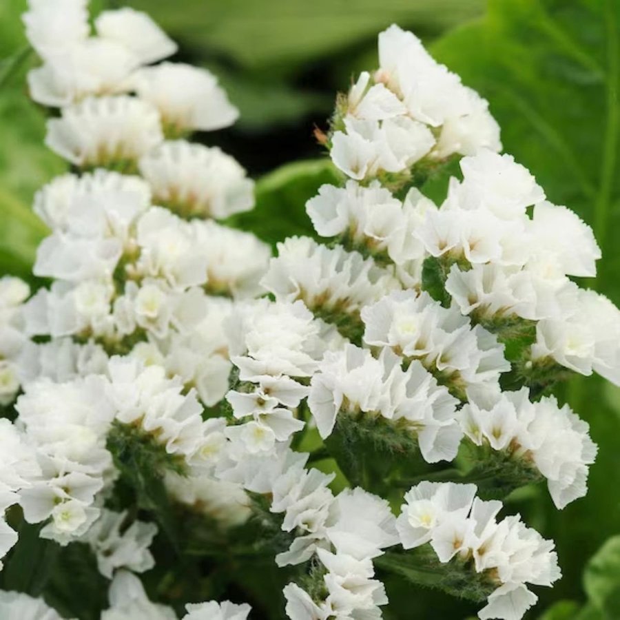 Risp vit ettårig höjd 60-70 cm blomtid juli-september 30 frön