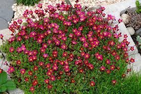 Saxifraga/ bräcka röd flerårig stenparti 15-20 cm bl maj-juni minst 50 frö