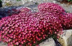 Saxifraga/ bräcka röd flerårig stenparti 15-20 cm bl maj-juni minst 50 frö