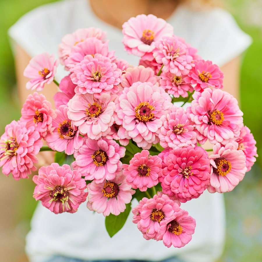 NYHET! Zinnia 'Luminosa' 100st frön