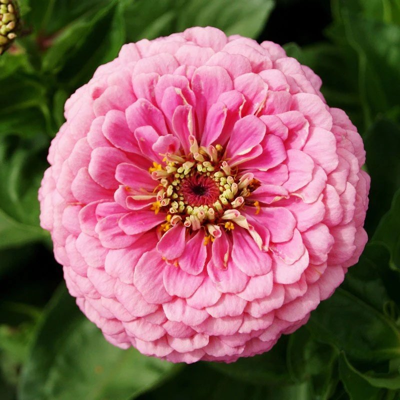 NYHET! Zinnia 'Luminosa' 100st frön