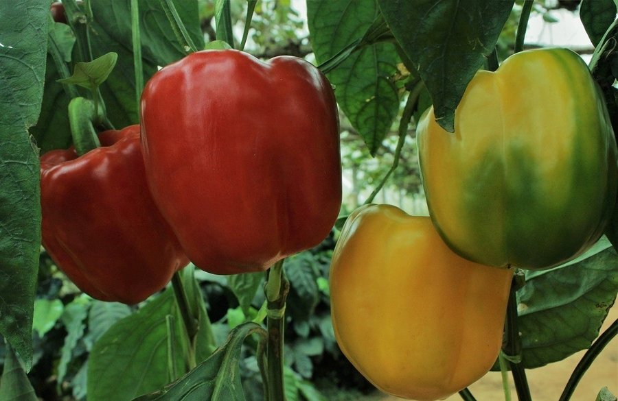 Paprika Granova låg buske kan odlas på friland frukt ca 220 g 6 frön