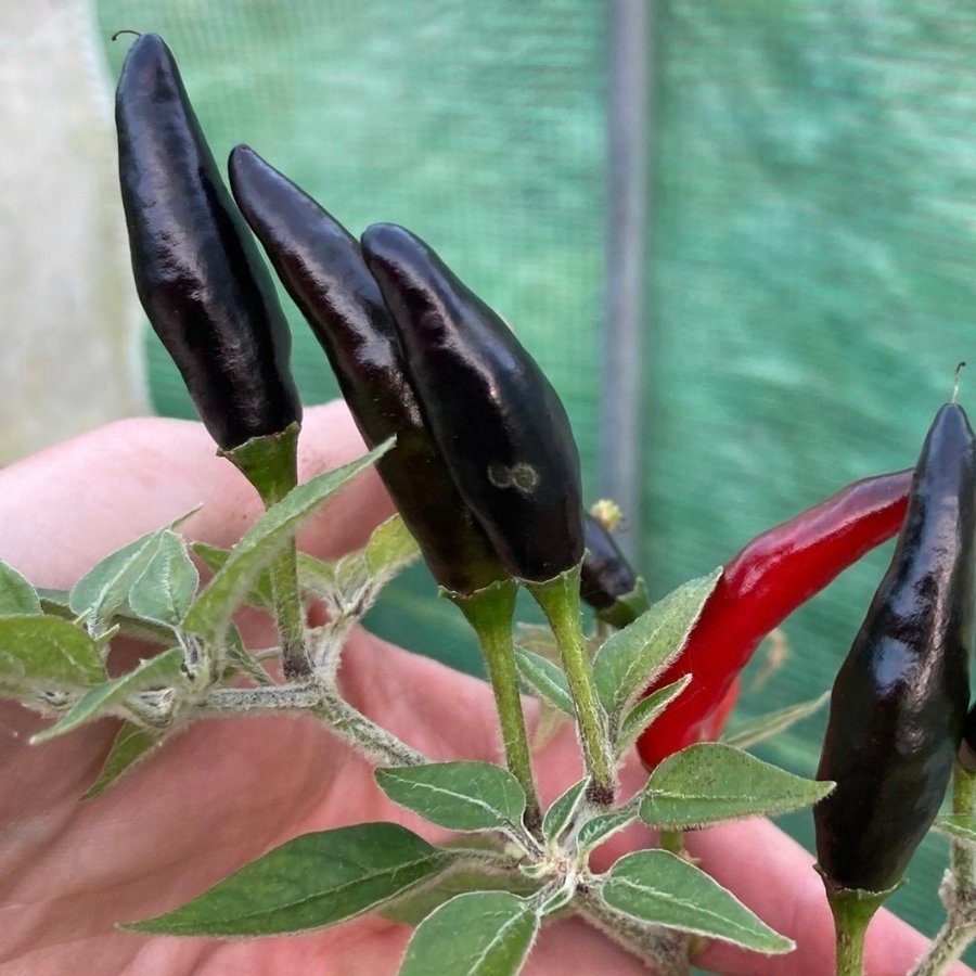 Black Cobra (Goat’s Weed) luden chili! 6 frön årets! medelhet