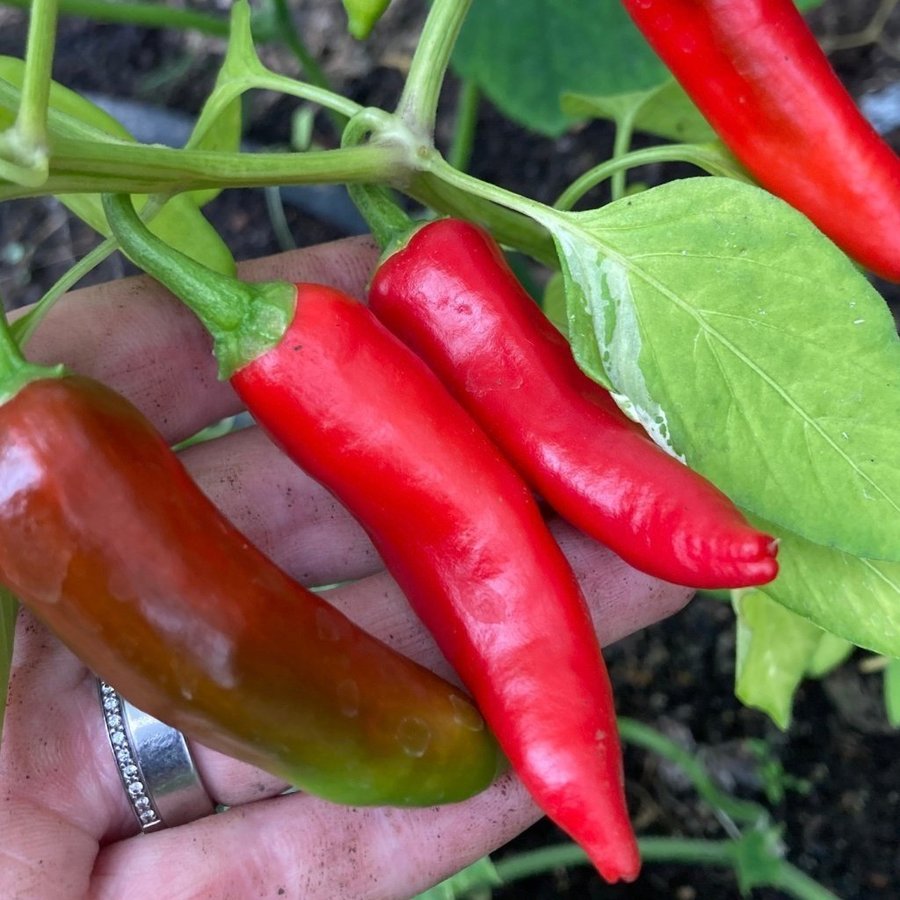 Fish Pepper 6 frön årets! Obs helröda frukter lätt variegerade blad