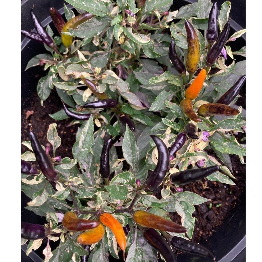 Indonesian variegated x Sweet Sunshine 6 frön årets! lättodlad chili