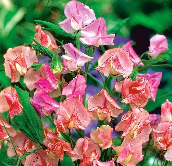 Luktärt mix melerade färger ettårig h 150 cm blomtid juli-sept 10 frö