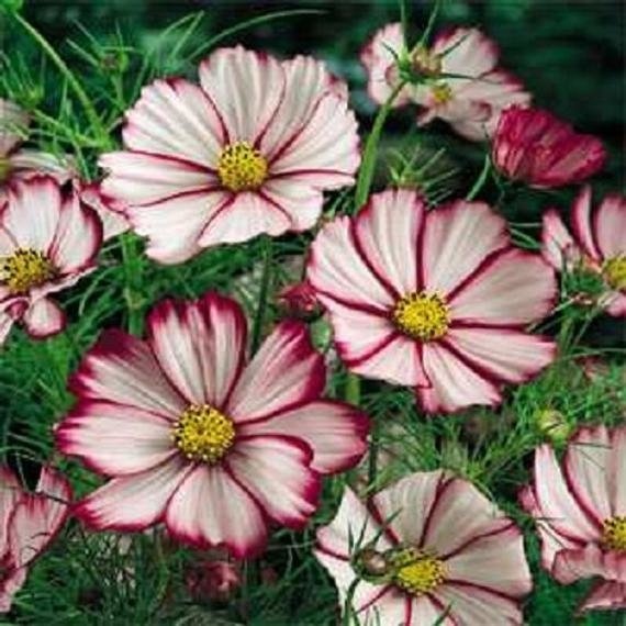 Rosenskära Cosmos ´Picotee´ ettårig höjd 80-100 cm blom juli-okt 40 frön