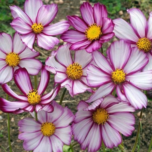 Rosenskära Cosmos ´Picotee´ ettårig höjd 80-100 cm blom juli-okt 40 frön