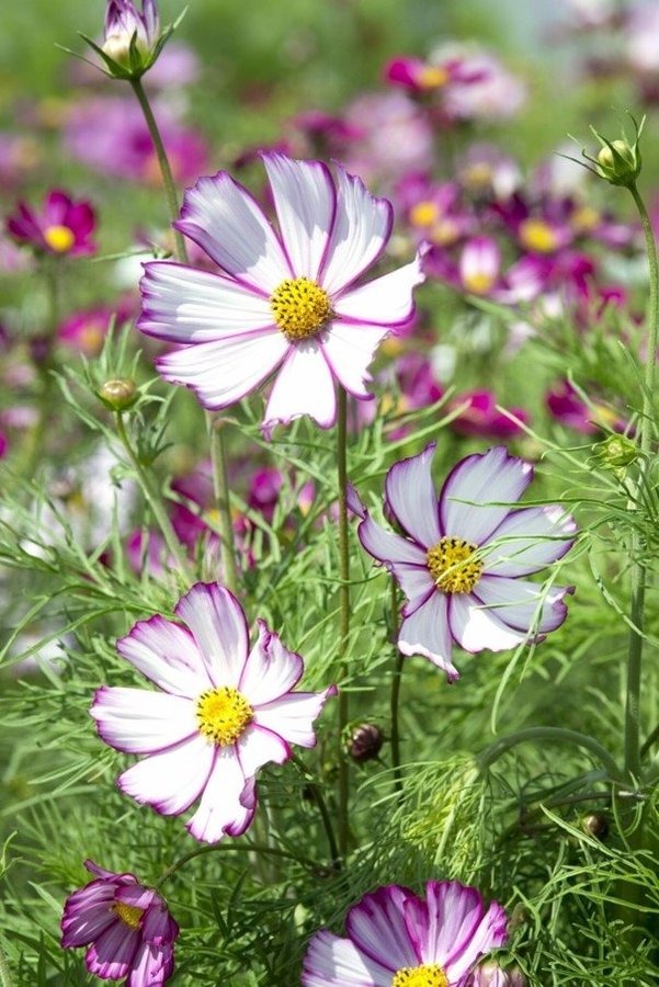 Rosenskära Cosmos ´Picotee´ ettårig höjd 80-100 cm blom juli-okt 40 frön