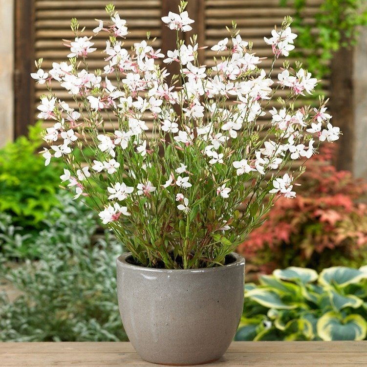 Gaura vit flerårig höjd 80-100 cm blomtid juli-september 10 frön