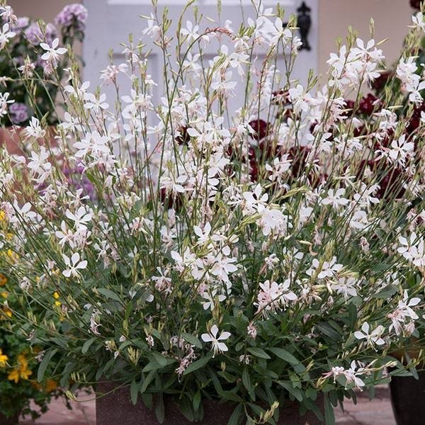 Gaura vit flerårig höjd 80-100 cm blomtid juli-september 10 frön