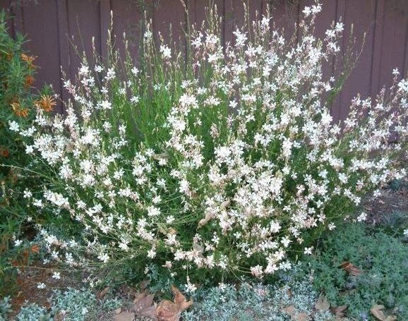 Gaura vit flerårig höjd 80-100 cm blomtid juli-september 10 frön