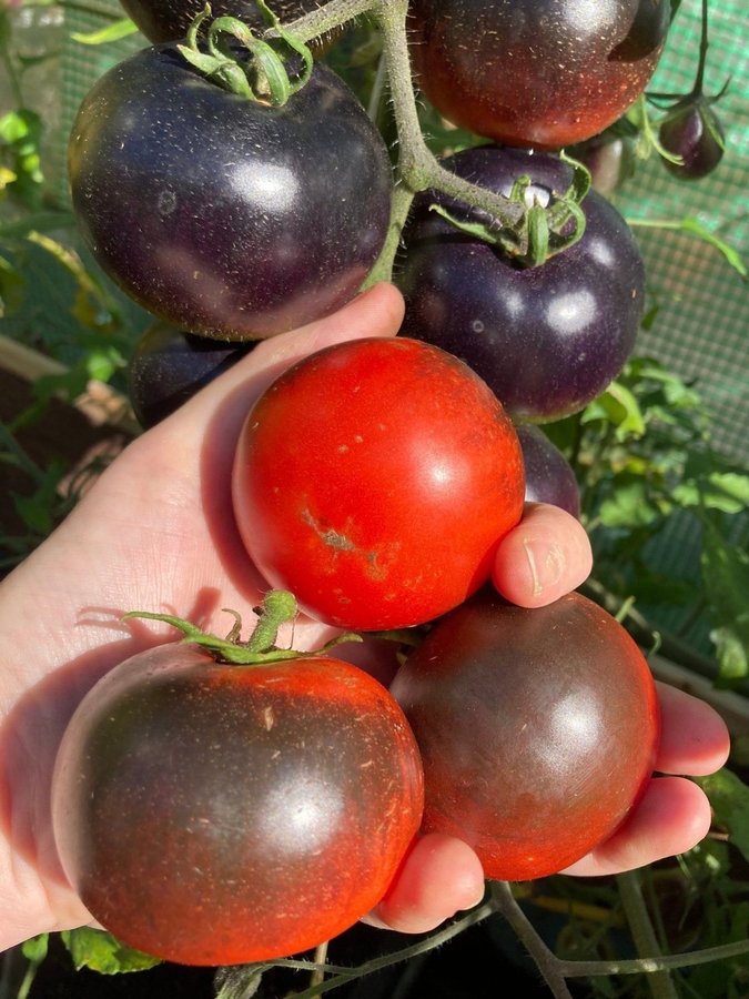 Red Charcoal 6 frön från -23 motståndskraftig härlig normalstor "svart" tomat