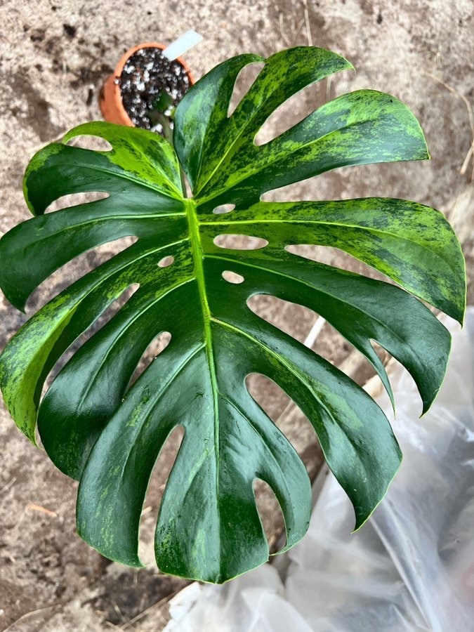 Monstera Deliciosa Aurea Variegata