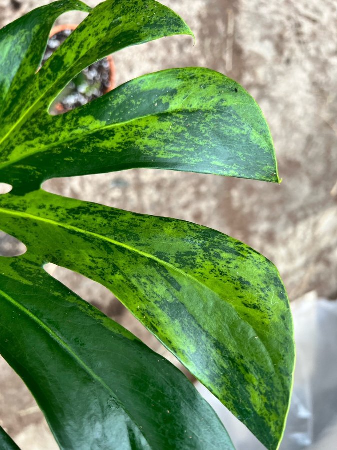 Monstera Deliciosa Aurea Variegata