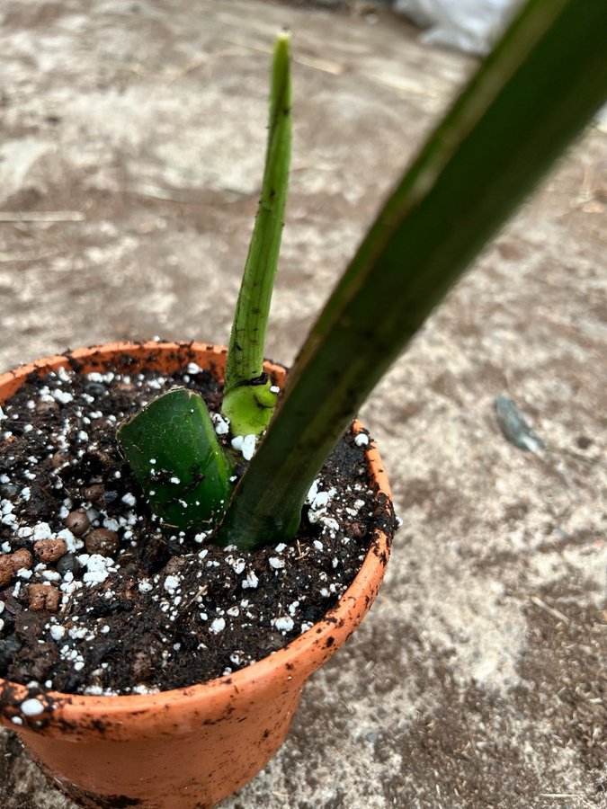 Monstera Deliciosa Aurea Variegata