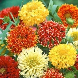 Gaillardia Lorenzia Double Mix ettårig höjd 30-50 cm blom juli-sept 30 frön