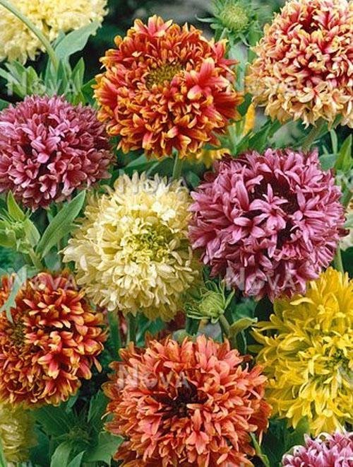 Gaillardia Lorenzia Double Mix ettårig höjd 30-50 cm blom juli-sept 30 frön