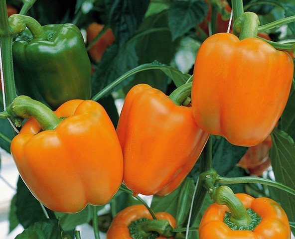 Paprika Lamia höjd 70-80 cm frukt ca 130 g 6 frön