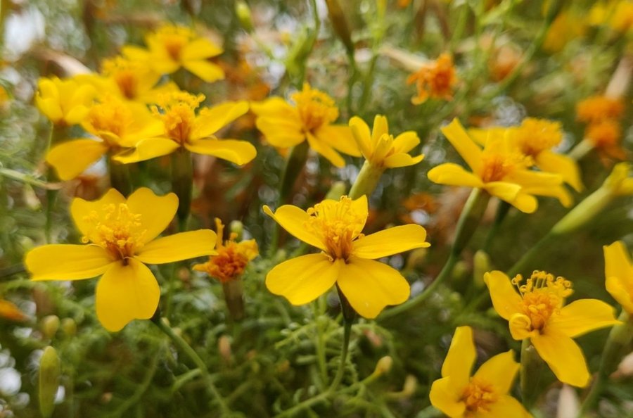 Tagetes Golden Gem Tagetes tenuifolia 100st fröer