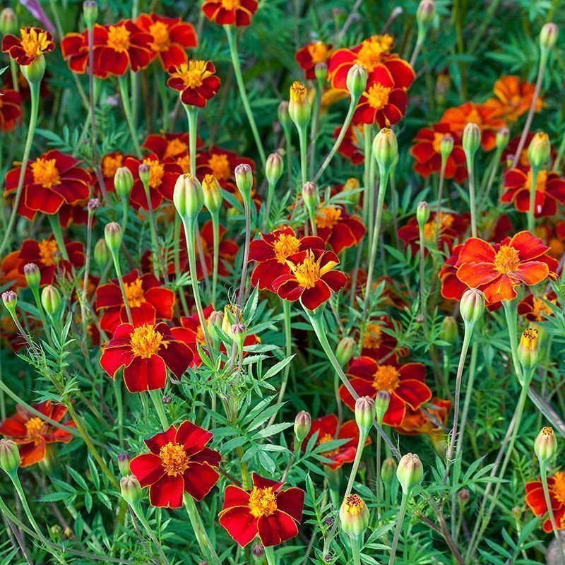 Linnétagetes Burning Embers Tagetes linnaeus 10st frön