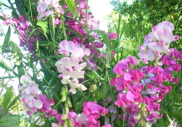 Rosenvial flerårig klängväxt längd 2 m blommar hela sommaren 12 frön