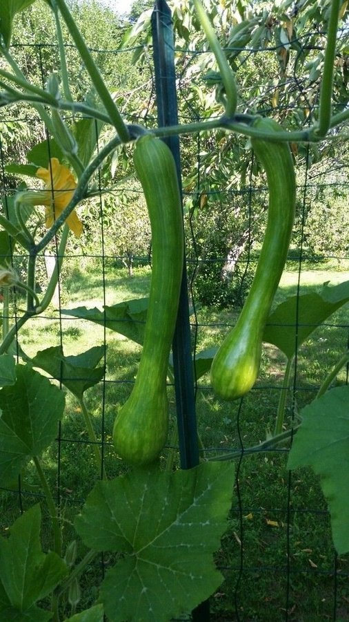 Squash Tromboncino d`Albenga klängväxt frukt 1 m lång 4 frön
