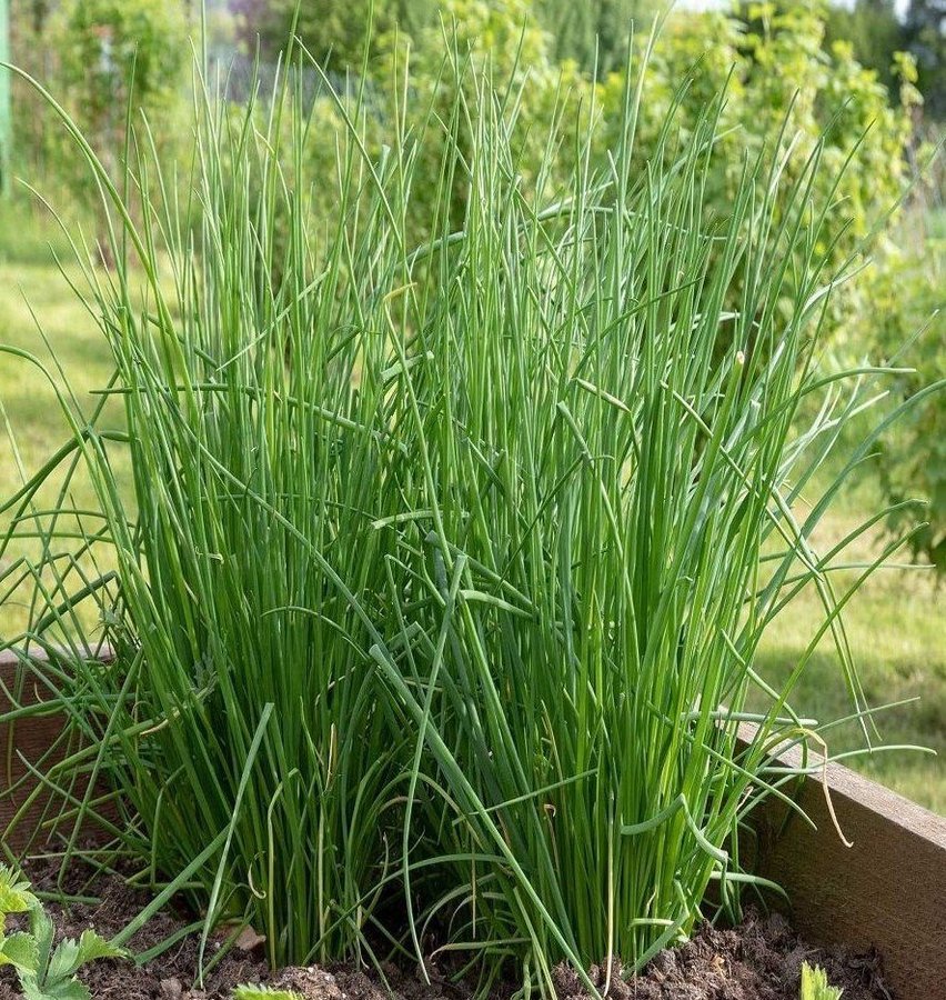 Gäslök Medium Leaf  flerårig minst 100 frön