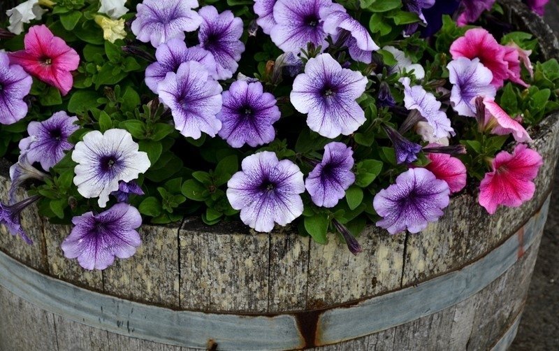 Petunia storblommig Mixade färger höjd 25 cm ca 50 frön