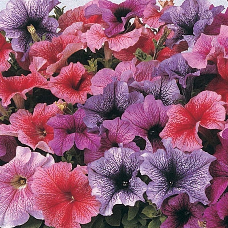 Petunia storblommig Mixade färger höjd 25 cm ca 50 frön