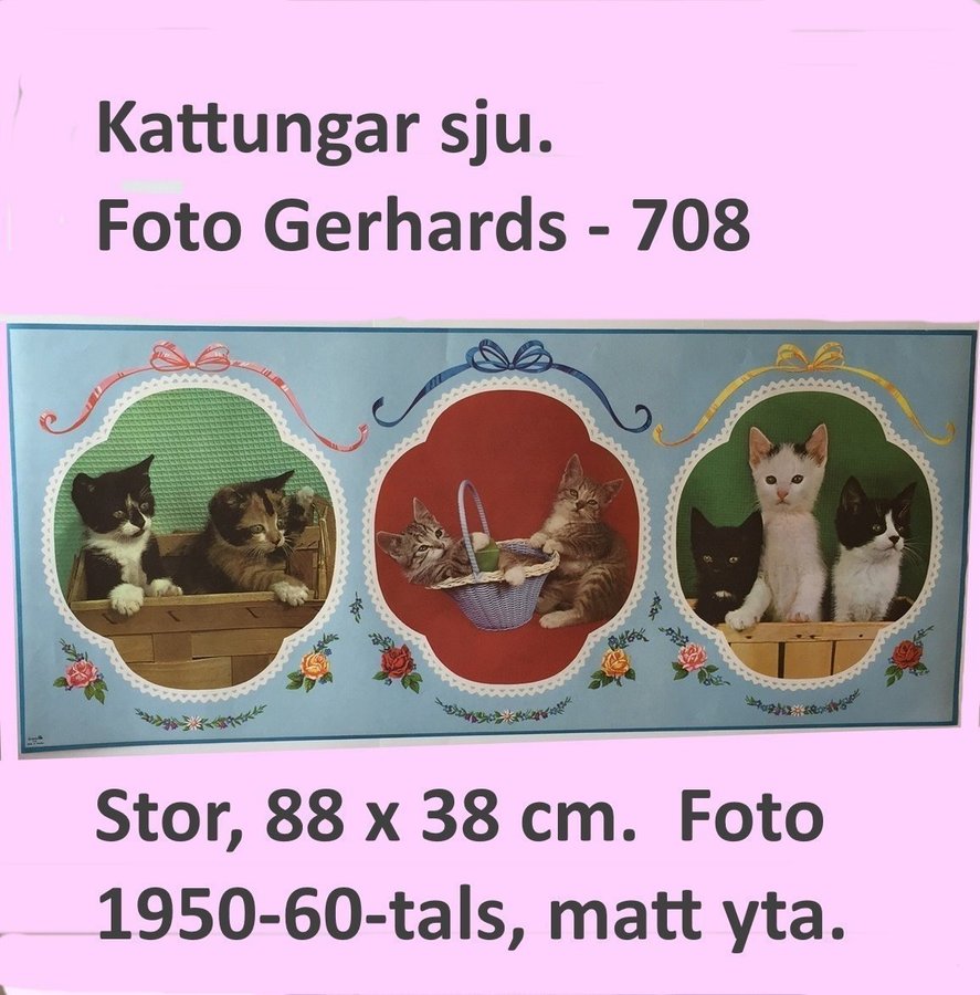 Kattungar sju Äkta 1950-60-tal Stor pappersbonad Foto 88x38c
