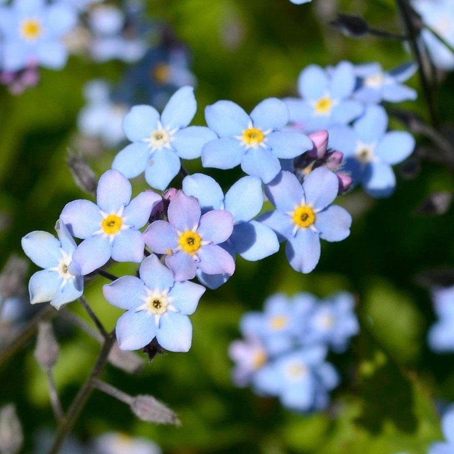 Två plantor av mina Äkta förgätmigej!