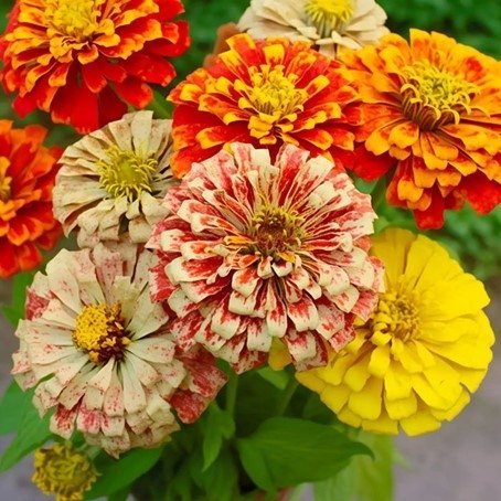 Zinnia Peppermint Stick ettårig höjd 70-90 cm blomtid juli-sept 25 frön