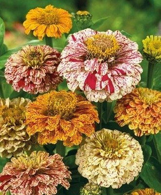 Zinnia Peppermint Stick ettårig höjd 70-90 cm blomtid juli-sept 25 frön