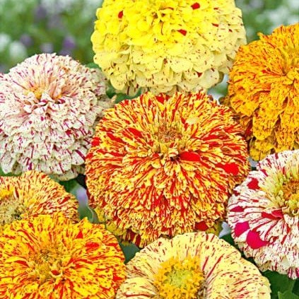 Zinnia Peppermint Stick ettårig höjd 70-90 cm blomtid juli-sept 25 frön