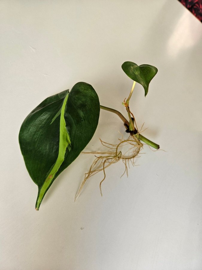 Philodendron brasil