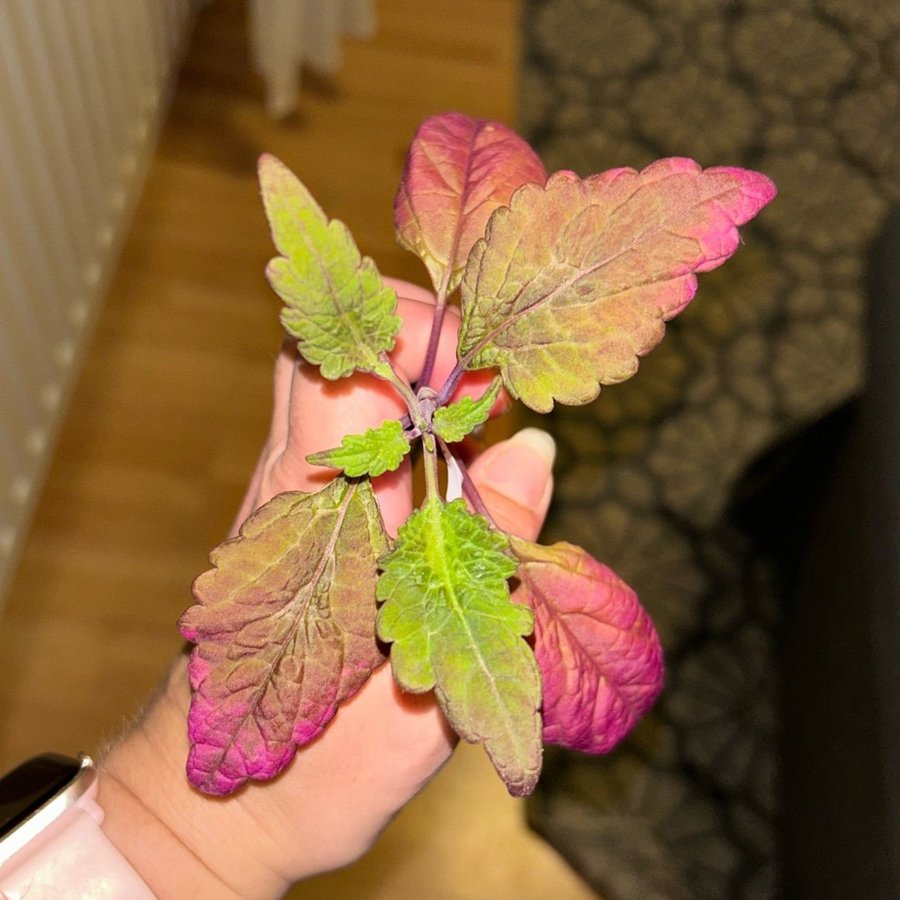 Palettblad Coleus fröis från Linda E Rotad stickling