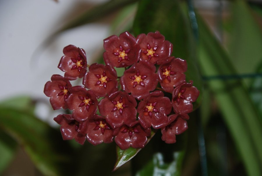 Hoya blashernaezii ssp siariae red - Liten planta m pedunkel