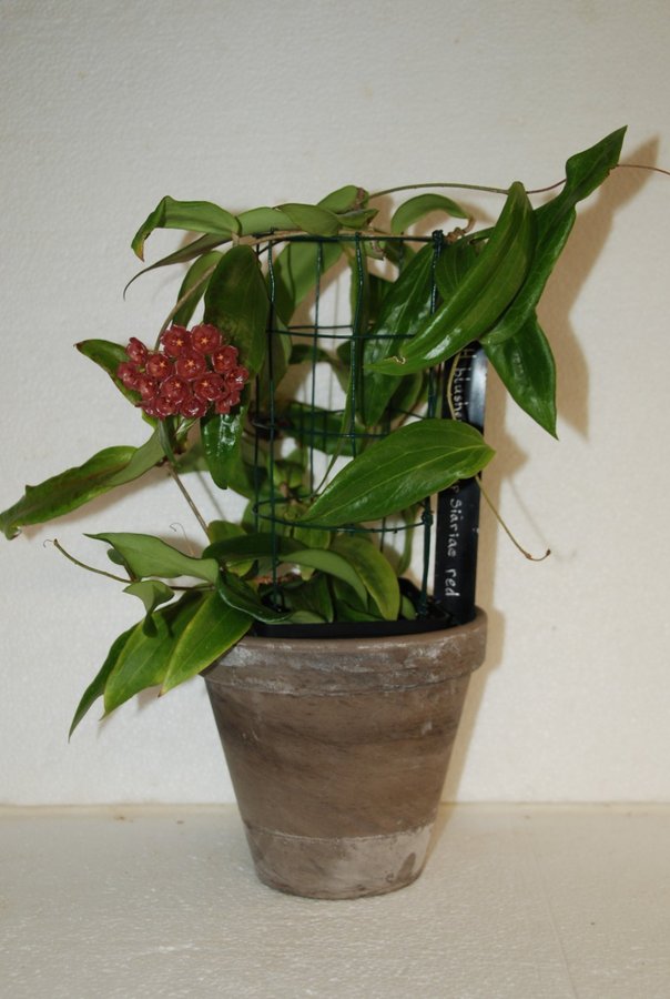 Hoya blashernaezii ssp siariae red - Liten planta m pedunkel