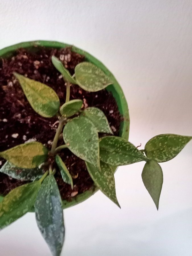 HOYA KROHNIANA " SUPER SILVER"I - planta