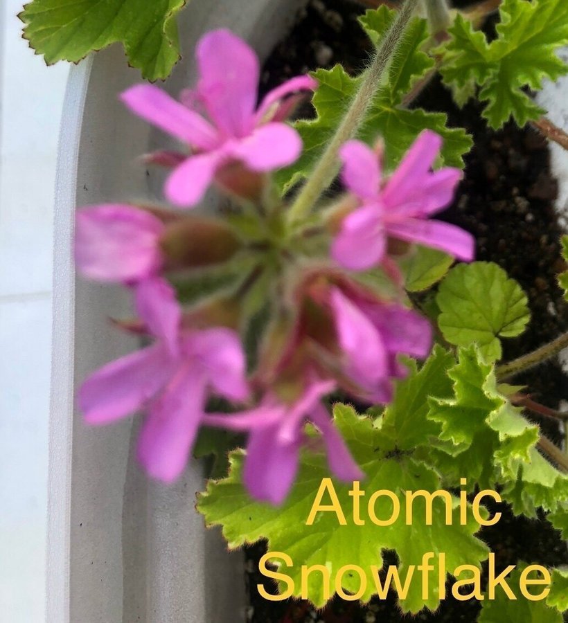 Ungplanta Atomic Snowflake doftpelargon